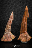 06474 - Great Collection of 4 Onchopristis numidus Cretaceous Sawfish Rostral Teeth Cretaceous