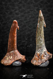 06474 - Great Collection of 4 Onchopristis numidus Cretaceous Sawfish Rostral Teeth Cretaceous