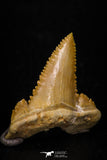 05362 - Nicely Preserved 1.22 Inch Serrated Palaeocarcharodon orientalis (Pygmy white Shark) Tooth