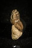 30023 - Top Beautiful 0.35 Inch Kaskia Chesterensis Carboniferous Trilobite - Alabama, USA