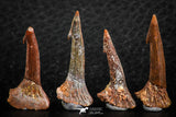 06474 - Great Collection of 4 Onchopristis numidus Cretaceous Sawfish Rostral Teeth Cretaceous