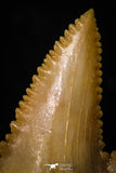 05362 - Nicely Preserved 1.22 Inch Serrated Palaeocarcharodon orientalis (Pygmy white Shark) Tooth