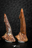 06474 - Great Collection of 4 Onchopristis numidus Cretaceous Sawfish Rostral Teeth Cretaceous