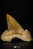 05362 - Nicely Preserved 1.22 Inch Serrated Palaeocarcharodon orientalis (Pygmy white Shark) Tooth