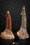06474 - Great Collection of 4 Onchopristis numidus Cretaceous Sawfish Rostral Teeth Cretaceous