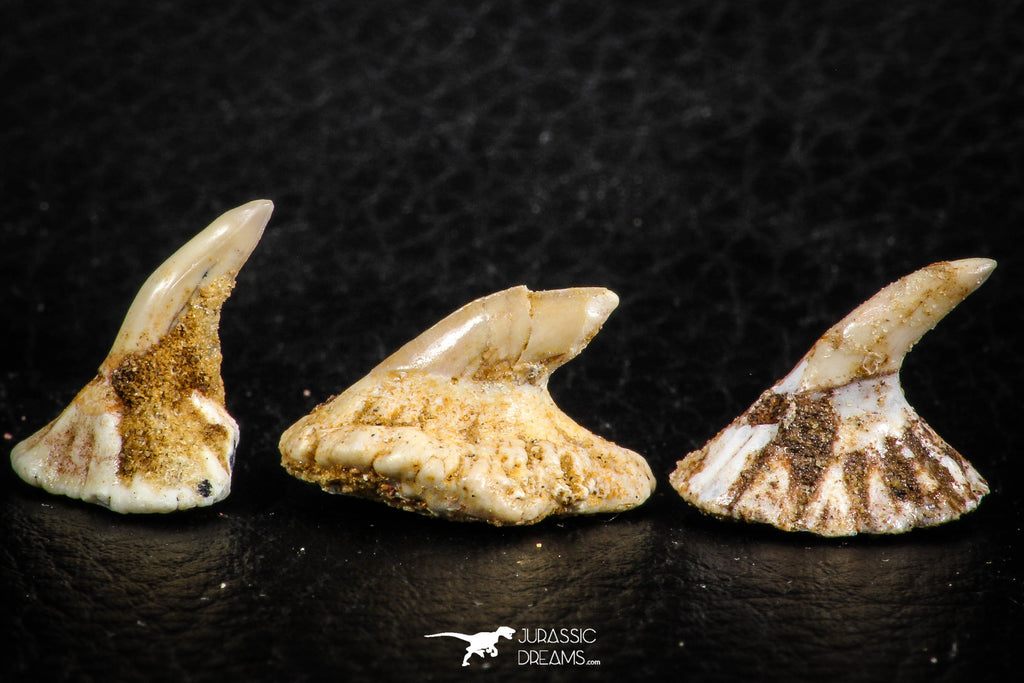 06475 - Great Collection of 3 Onchopristis numidus Cretaceous Sawfish Rostral Teeth Cretaceous