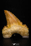 05363 - Nicely Preserved 1.19 Inch Serrated Palaeocarcharodon orientalis (Pygmy white Shark) Tooth
