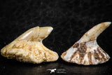 06475 - Great Collection of 3 Onchopristis numidus Cretaceous Sawfish Rostral Teeth Cretaceous