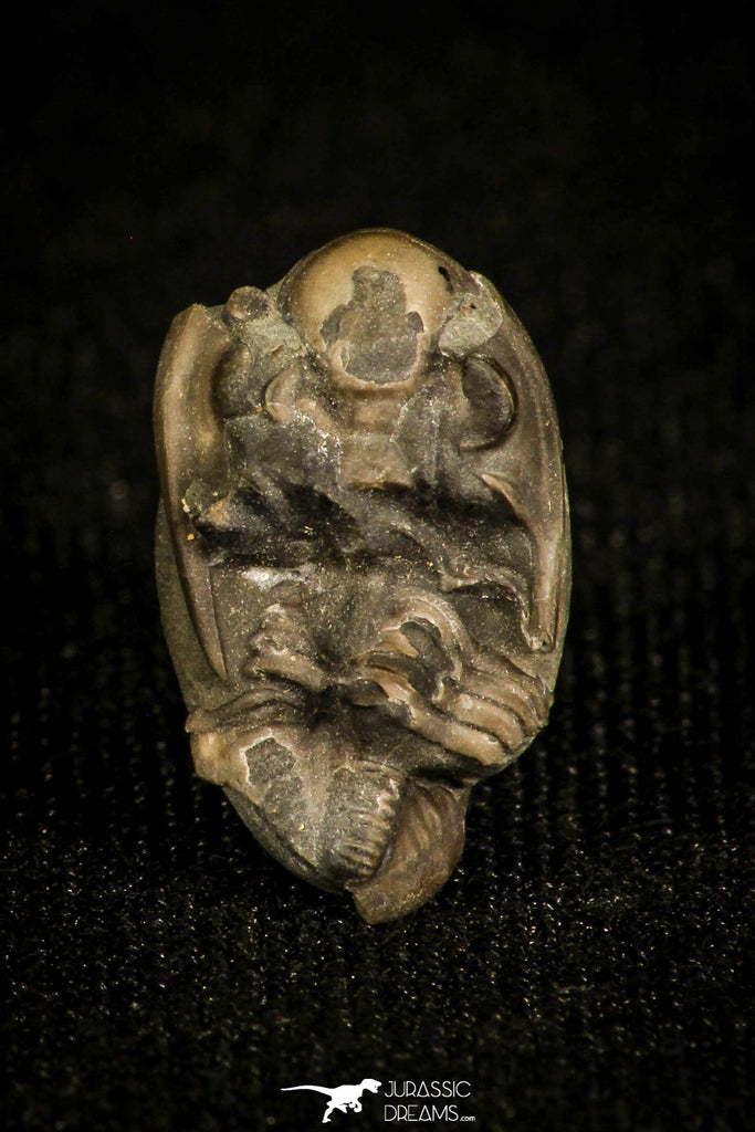 30024 - Top Rare 0.61 Inch Ditomopyge sp Permian Trilobite - Kansas, USA