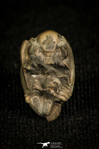 30024 - Top Rare 0.61 Inch Ditomopyge sp Permian Trilobite - Kansas, USA