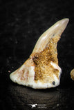 06475 - Great Collection of 3 Onchopristis numidus Cretaceous Sawfish Rostral Teeth Cretaceous