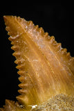 05363 - Nicely Preserved 1.19 Inch Serrated Palaeocarcharodon orientalis (Pygmy white Shark) Tooth