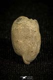 30024 - Top Rare 0.61 Inch Ditomopyge sp Permian Trilobite - Kansas, USA