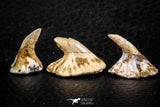 06475 - Great Collection of 3 Onchopristis numidus Cretaceous Sawfish Rostral Teeth Cretaceous