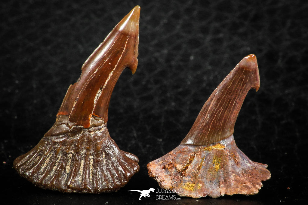 06476 - Great Collection of 2 Onchopristis numidus Cretaceous Sawfish Rostral Teeth Cretaceous