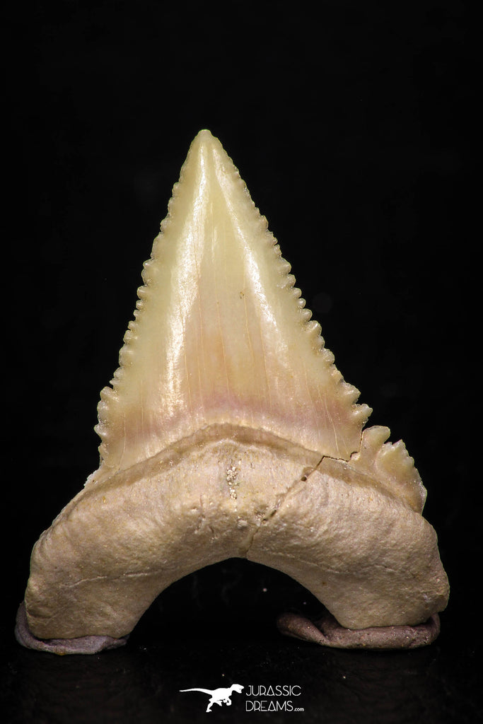 05364 - Nicely Preserved 1.42 Inch Serrated Palaeocarcharodon orientalis (Pygmy white Shark) Tooth