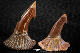 06476 - Great Collection of 2 Onchopristis numidus Cretaceous Sawfish Rostral Teeth Cretaceous