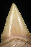 05364 - Nicely Preserved 1.42 Inch Serrated Palaeocarcharodon orientalis (Pygmy white Shark) Tooth