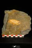 30025 - Beautiful 2.17 Inch Toledanus sp Ordovician Trilobite - Portugal