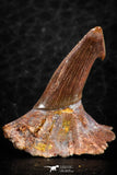 06476 - Great Collection of 2 Onchopristis numidus Cretaceous Sawfish Rostral Teeth Cretaceous