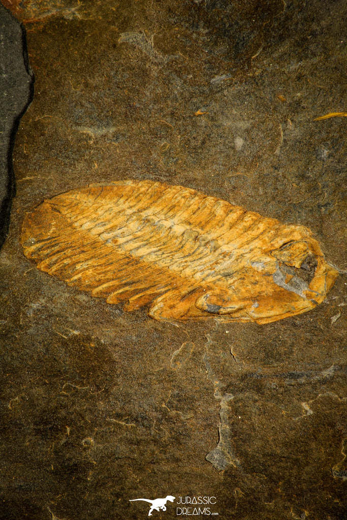 30025 - Beautiful 2.17 Inch Toledanus sp Ordovician Trilobite - Portugal