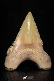 05364 - Nicely Preserved 1.42 Inch Serrated Palaeocarcharodon orientalis (Pygmy white Shark) Tooth