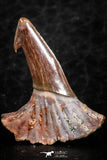 06476 - Great Collection of 2 Onchopristis numidus Cretaceous Sawfish Rostral Teeth Cretaceous