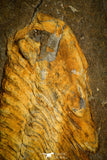 30025 - Beautiful 2.17 Inch Toledanus sp Ordovician Trilobite - Portugal
