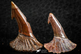 06476 - Great Collection of 2 Onchopristis numidus Cretaceous Sawfish Rostral Teeth Cretaceous