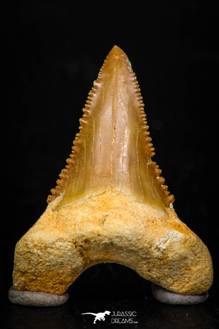 05365 - Nicely Preserved 1.48 Inch Serrated Palaeocarcharodon orientalis (Pygmy white Shark) Tooth