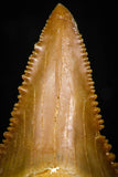 05365 - Nicely Preserved 1.48 Inch Serrated Palaeocarcharodon orientalis (Pygmy white Shark) Tooth