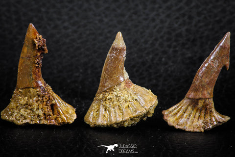 06477 - Great Collection of 3 Onchopristis numidus Cretaceous Sawfish Rostral Teeth Cretaceous