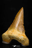 05365 - Nicely Preserved 1.48 Inch Serrated Palaeocarcharodon orientalis (Pygmy white Shark) Tooth