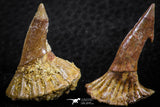 06477 - Great Collection of 3 Onchopristis numidus Cretaceous Sawfish Rostral Teeth Cretaceous