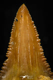 05365 - Nicely Preserved 1.48 Inch Serrated Palaeocarcharodon orientalis (Pygmy white Shark) Tooth