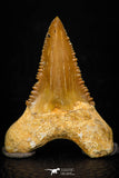 05365 - Nicely Preserved 1.48 Inch Serrated Palaeocarcharodon orientalis (Pygmy white Shark) Tooth