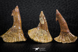 06477 - Great Collection of 3 Onchopristis numidus Cretaceous Sawfish Rostral Teeth Cretaceous