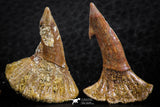06477 - Great Collection of 3 Onchopristis numidus Cretaceous Sawfish Rostral Teeth Cretaceous