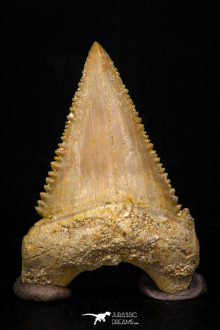 05366 - Nicely Preserved 1.48 Inch Serrated Palaeocarcharodon orientalis (Pygmy white Shark) Tooth