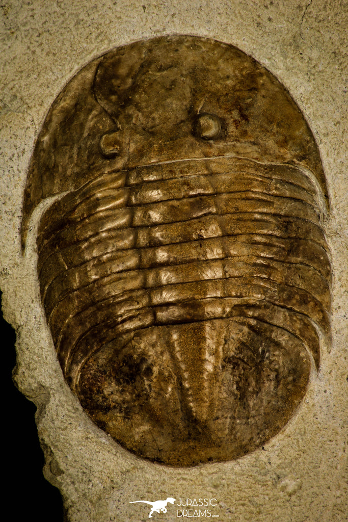 30026 - Finest Quality Pseudobasiliscus planus Middle Ordovician Trilobite Russia