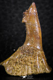 06477 - Great Collection of 3 Onchopristis numidus Cretaceous Sawfish Rostral Teeth Cretaceous