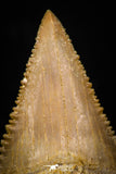 05366 - Nicely Preserved 1.48 Inch Serrated Palaeocarcharodon orientalis (Pygmy white Shark) Tooth