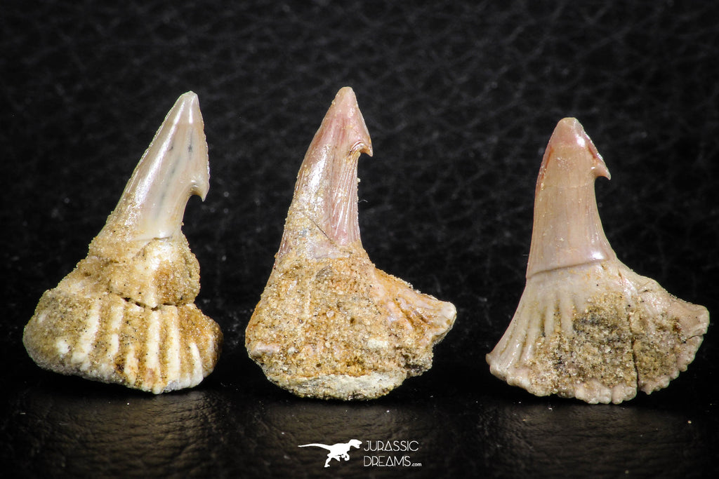 06478 - Great Collection of 3 Onchopristis numidus Cretaceous Sawfish Rostral Teeth Cretaceous