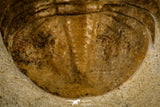 30026 - Finest Quality Pseudobasiliscus planus Middle Ordovician Trilobite Russia