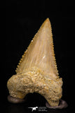 05366 - Nicely Preserved 1.48 Inch Serrated Palaeocarcharodon orientalis (Pygmy white Shark) Tooth