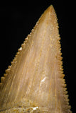 05366 - Nicely Preserved 1.48 Inch Serrated Palaeocarcharodon orientalis (Pygmy white Shark) Tooth
