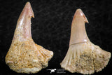 06478 - Great Collection of 3 Onchopristis numidus Cretaceous Sawfish Rostral Teeth Cretaceous