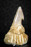 06478 - Great Collection of 3 Onchopristis numidus Cretaceous Sawfish Rostral Teeth Cretaceous