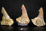 06478 - Great Collection of 3 Onchopristis numidus Cretaceous Sawfish Rostral Teeth Cretaceous