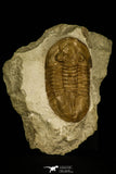 30027 - Huge Asaphus bottnicus Middle Ordovician Trilobite Russia